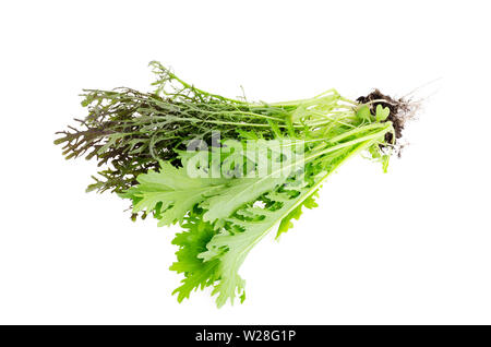 Frische Senf Blatt isoliert auf Weiss. Foto Stockfoto