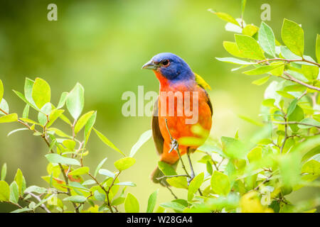 Painted Bunting - Passerina ciris - auf Zweig thront. Vollständiges Profil. Stockfoto