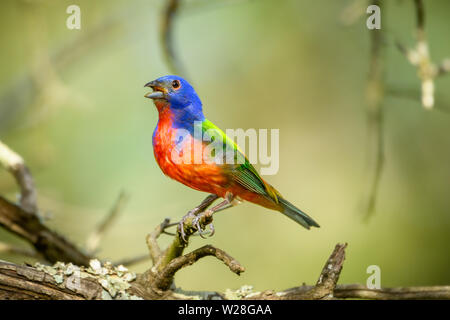 Painted Bunting - Passerina ciris - auf Zweig thront. Vollständiges Profil. Stockfoto