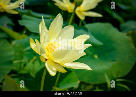 Amerikanische Lotus mit ein Marienkäfer Stockfoto