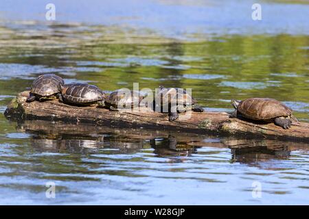 Red Eared Slider Turtles Group (TRACHEMYS SCRIPTA elegans) ruht auf Baum Log in ruhigem Wasser von goodacre See. Beacon Hill Park, Victoria BC Kanada Stockfoto