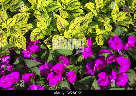 Fuchsia Rot und Gelb Grün Flower Bed Anordnung mit strukturierter Treibt natürlichen Garten Farben Dekoration in den Welt berühmten Butchart Gärten Victoria BC Stockfoto