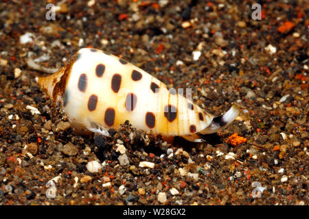 Elfenbein Kegel Shell, Conus eburneus, Krabbeln auf Sand. Diese Sorte ist giftig. Tulamben, Bali, Indonesien. Bali Sea, Indischer Ozean Stockfoto