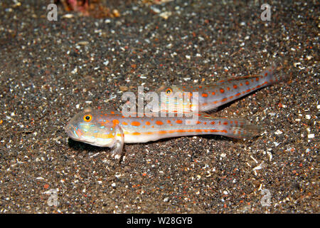 Orange-Dashed Grundeln, Valenciennea puellaris. Auch als Orange Sleeper oder Maiden Goby bekannt. Tulamben, Bali, Indonesien. Bali Sea, Indischer Ozean Stockfoto