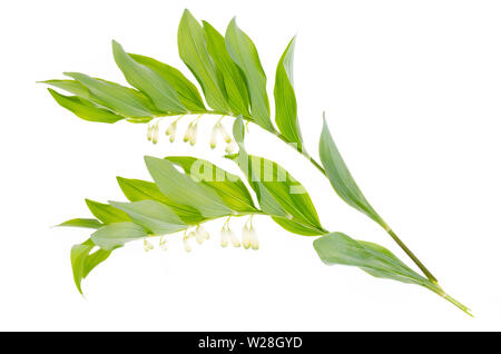 Bell officinalis Zweig mit weißen Blumen und grüne Blätter. Stockfoto