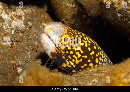 Schneeflocke Muränen, Echidna nebulosa. Tulamben, Bali, Indonesien. Bali Sea, Indischer Ozean Stockfoto