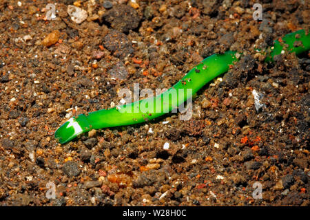 Green Ribbon Worm, Notospermus sp. Tulamben, Bali, Indonesien. Bali Sea, Indischer Ozean Stockfoto