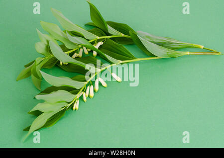 Bell officinalis Zweig mit weißen Blumen und grüne Blätter. Stockfoto