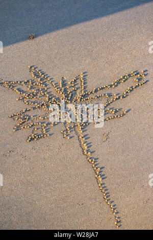 Sand bubbler crab Ablagerungen, Mission Beach, Queensland, Australien Stockfoto