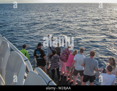 Wal - pointingwatchers in Hervey Bay, Queensland, Australien Stockfoto