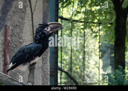 Nashornvogel Trompeter in Posen alte Zoo Stockfoto