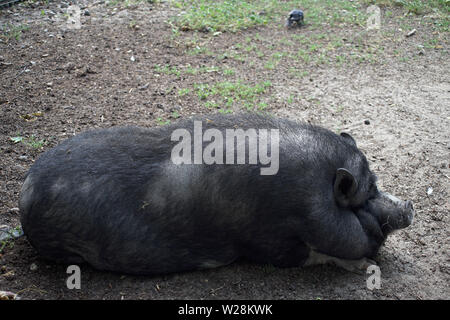 Vietnamese pot bellied in Posen alte Zoo Stockfoto