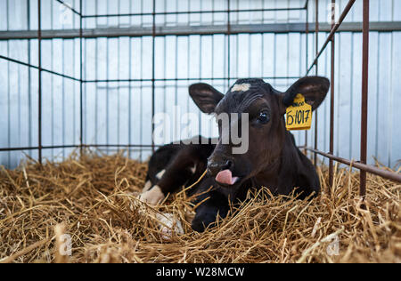Junge Kälber auf dem Bauernhof Stockfoto