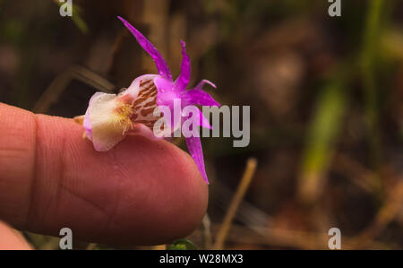 Calypso bulbosa, die gemeinhin als die Fee Slipper, vorsichtig mit dem Finger statt. Stockfoto