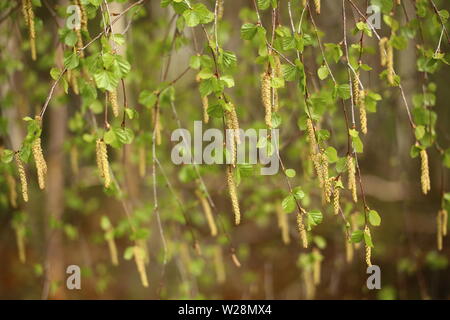 Vorhang der Blätter und palmkätzchen von Betula pendula Sand-Birke. Stockfoto