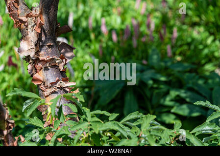 Acer griseum, Papier Rinde Ahorn, sapindaceae. Peeling, texturierte Baumrinde. Stockfoto