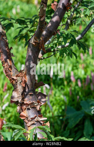 Acer griseum, Papier Rinde Ahorn, sapindaceae. Peeling, texturierte Baumrinde. Stockfoto