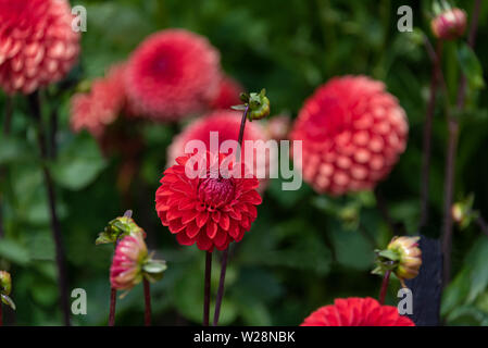 Dahlie Lismore Robin. Stockfoto