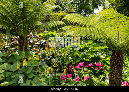 Baumfarne und Blumen in der Robinson Garten RHS Hyde Hall, Essex. Stockfoto