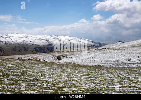 Pferde grasen auf einem schneebedeckten Weide. Am Horizont, schneebedeckten Bergen. Der Himmel in den Wolken. Reisen. Kirgisistan. Stockfoto