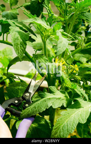 Beschneidung Tomatenpflanzen, Entfernen der Stiele. Studio Foto Stockfoto