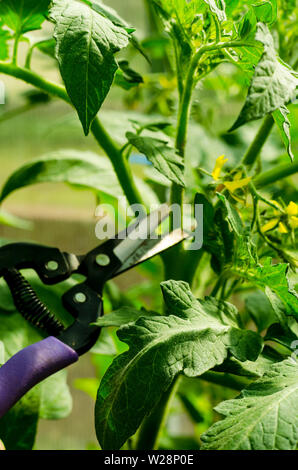 Beschneidung Tomatenpflanzen, Entfernen der Stiele. Studio Foto Stockfoto