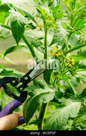 Beschneidung Tomatenpflanzen, Entfernen der Stiele. Studio Foto Stockfoto