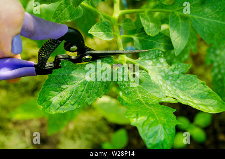 Beschneidung Tomatenpflanzen, Entfernen der Stiele. Studio Foto Stockfoto