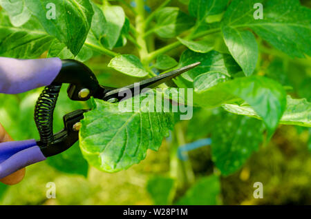 Beschneidung Tomatenpflanzen, Entfernen der Stiele. Studio Foto Stockfoto