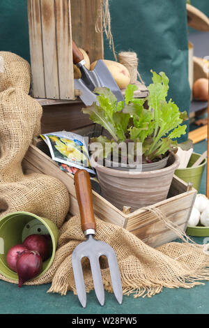 Gartengeräten und Pflanzen in einem Gartenhaus Stockfoto