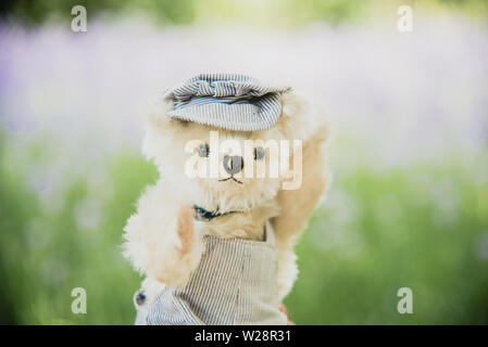 Vibrant outdoor Foto der Teddybär auf dem Hof an der Park mit dem weißen Blume und grüne Gräser Stockfoto