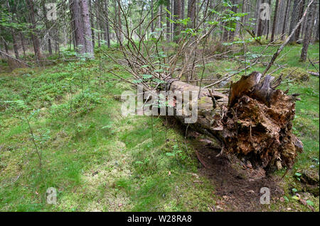 Toter Baumstamm, der im Wald liegt Stockfoto