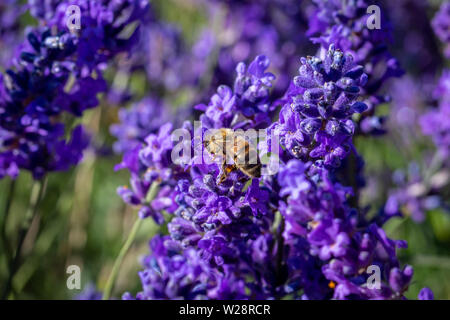 Gemeinsame Carder (bombus pascuorum) Hummel auf einer Blüte Lavendel (Lavandula angustifolia) bei Mayfield Lavender Farm, Banstead, Surrey, Großbritannien Stockfoto