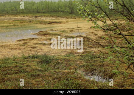 Bog in Nikkaluokta in Schweden an einem regnerischen Tag. Stockfoto