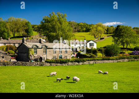 UK, Cumbria, Hawkshead, Near Sawrey, Schafe weiden von Häusern unter Steinen Lane und Bank Holz Stockfoto