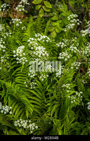 UK, Cumbria, Hawkshead, Near Sawrey, EBS Brücke, am Straßenrand Farne und Mädesüß Blüten wachsen auf Feldweg Kante Stockfoto