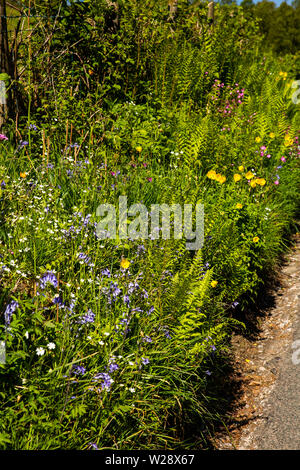 UK, Cumbria, Hawkshead, befreien, bunte, wilde Blume gefüllt kurz am Straßenrand in der Nähe von Strickland EBS Stockfoto