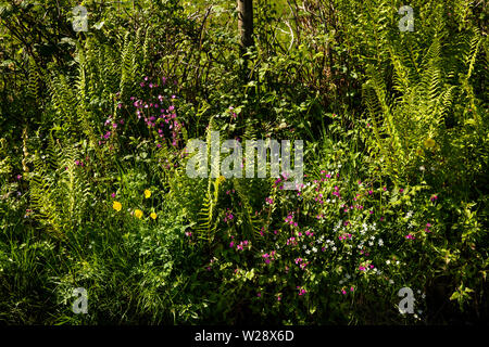 UK, Cumbria, Hawkshead, befreien, Farn und wilde Blume gefüllt kurz am Straßenrand in der Nähe von Strickland EBS Stockfoto