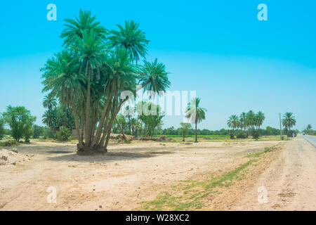 Landschaft von Cluster von Dattelpalmen in einem Dorf in Punjab, Pakistan. Datum Bäume in der Nähe einer Straße, Pakistan. Stockfoto