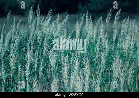In der Nähe von Gras, ährchen von Gras. Helle farbe Gras Hintergrund. Stockfoto