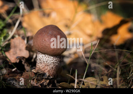 Junge Fruchtkörper cep, oder Penny Bun Pilz. New Forest National Park, Hampshire, Großbritannien Stockfoto