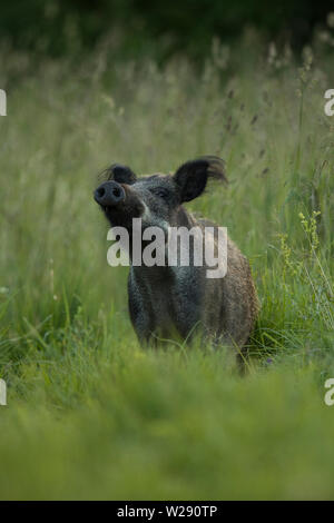 Weibliche Wildschwein (Sus scrofa) Stockfoto