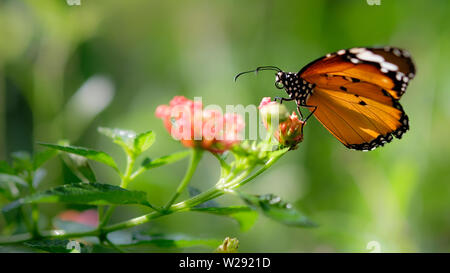 Monarch butterfly auf der Suche nach Nektar auf ein Kosmos Blume mit Kopie Platz, schönes Bild. Stockfoto