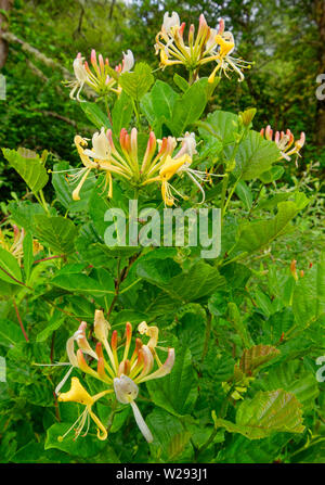 SPEYSIDE METHODE SCHOTTLAND BLUMEN DER WILDEN GEISSBLATT Lonicera periclymenum WÄCHST IN EINER HECKE Stockfoto