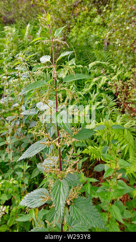 SPEYSIDE METHODE SCHOTTLAND stechen oder BRENNNESSEL PFLANZE Urtica dioica MIT BLUMEN IM SOMMER Stockfoto