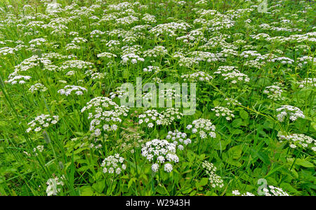 SPEYSIDE METHODE SCHOTTLAND weiße Blüten und Blätter DES WILDEN BODEN ELDER Aegopodium podagraria Stockfoto