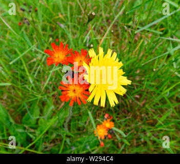 SPEYSIDE METHODE SCHOTTLAND gelbe Blume von MAUS OHR HABICHTSKRAUT Hieraceum pilosella und orange Blumen von FOX und jungen Pilosella aurantiaca Stockfoto