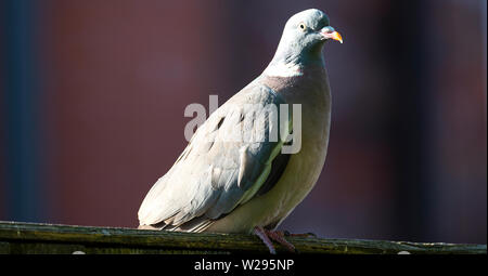 Ein woodpigeon Hocken auf einem Zaun in einem Garten auf der Suche nach Nahrung in Alsager Cheshire England Vereinigtes Königreich Großbritannien Stockfoto