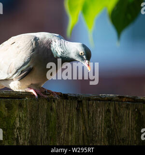 Ein woodpigeon Hocken auf einem Zaun in einem Garten auf der Suche nach Nahrung in Alsager Cheshire England Vereinigtes Königreich Großbritannien Stockfoto