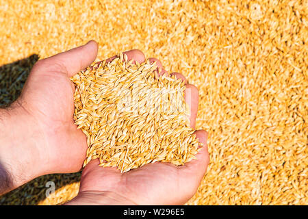 Männliche Hände halten Weizenkorn. Ernte, Landwirtschaft. Stockfoto